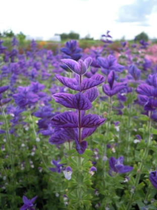Picture of Clary - Oxford Blue
